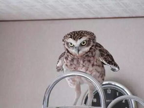 养一只和猫一样萌的猫头鹰当宠物 萌趣与挑战并存