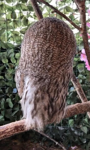 猫头鹰的“眼神杀” 当网络科技遭遇自然萌宠的无声反击