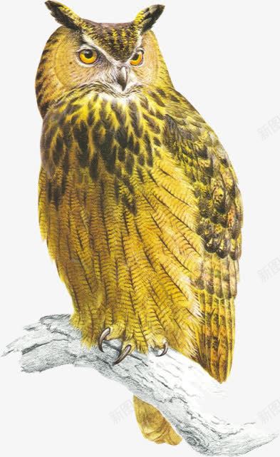 黄色猫头鹰高清素材 免费下载助力设计创意与电商视觉升级